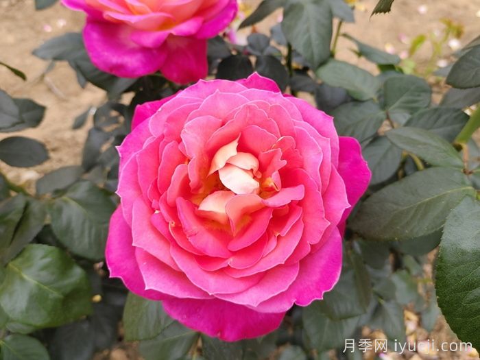 北极风神月季(图2)