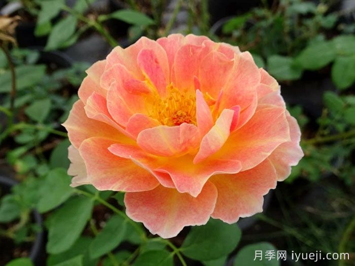 巴黎少女月季/巴黎女士月季La Parisienne(图1)