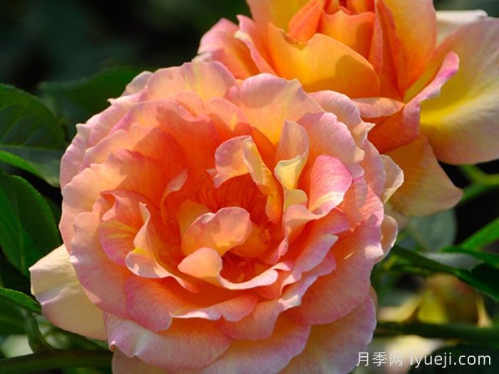 巴黎少女月季/巴黎女士月季La Parisienne(图2)