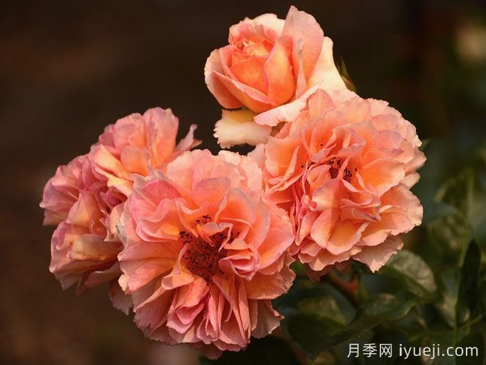 巴黎少女月季/巴黎女士月季La Parisienne(图4)