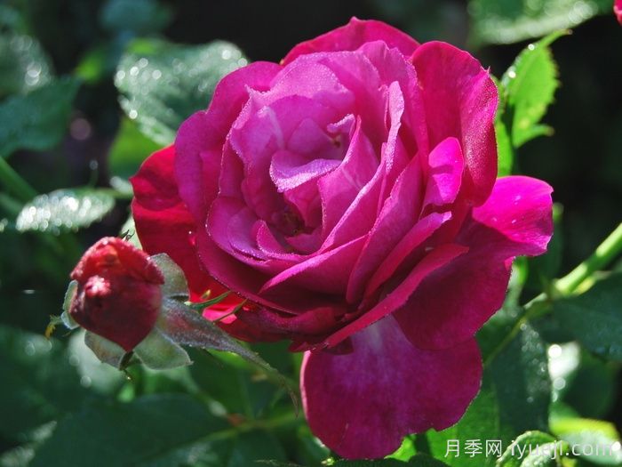 无垠蓝天月季/蓝色伊甸园月季(图1)