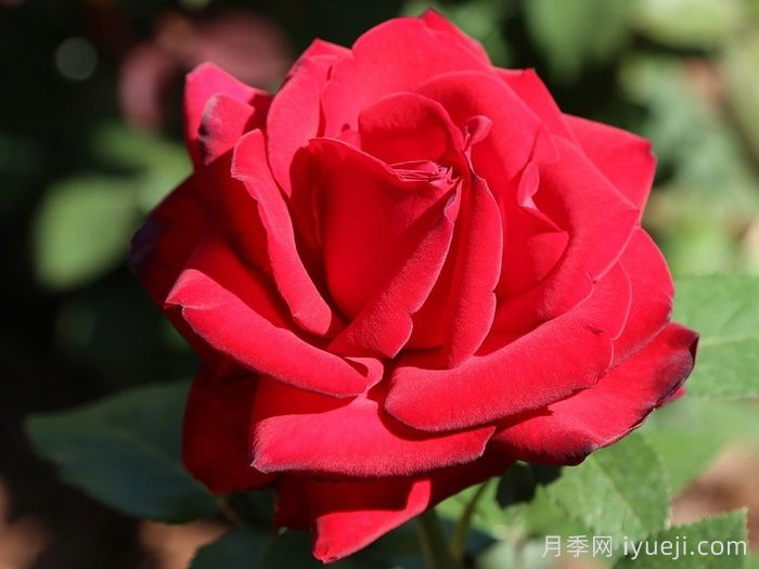 英格丽褒曼月季(图2)