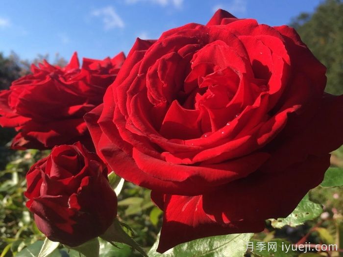 英格丽褒曼月季(图3)