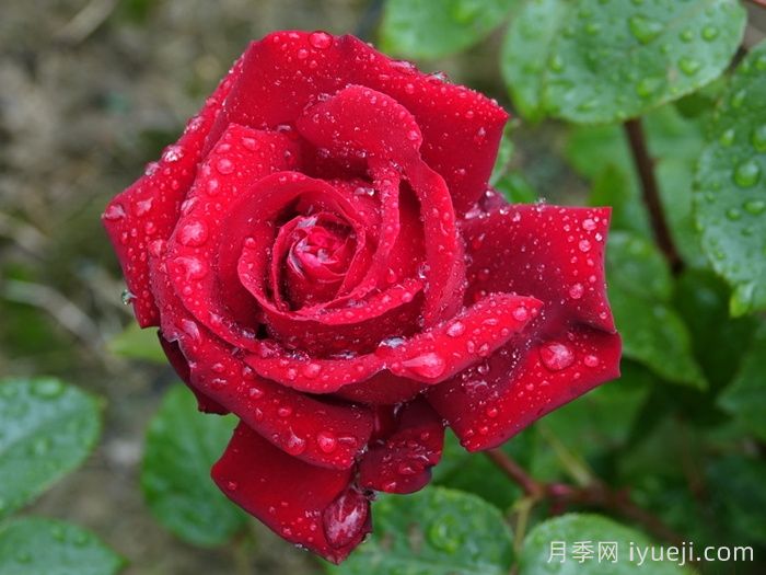 英格丽褒曼月季(图4)