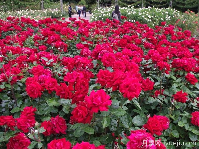 英格丽褒曼月季(图5)