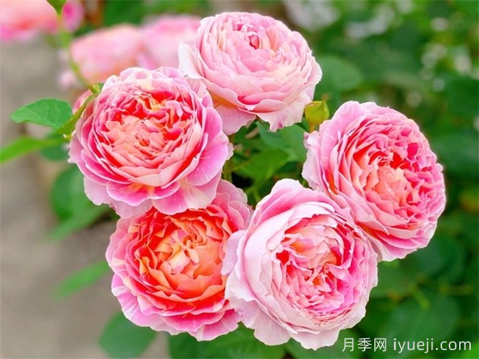 盘点灌木月季品种，分享不可错过的经典品种(图3)