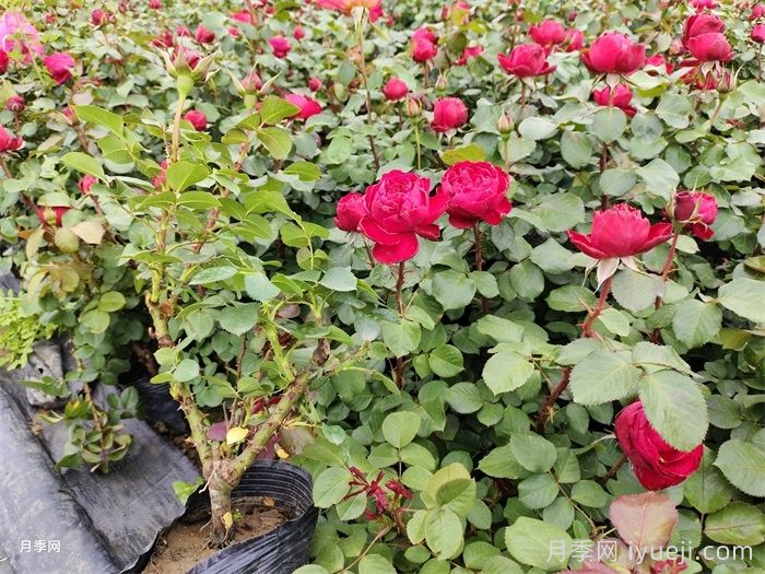 南阳秋期月季种植及养护手册(图1)