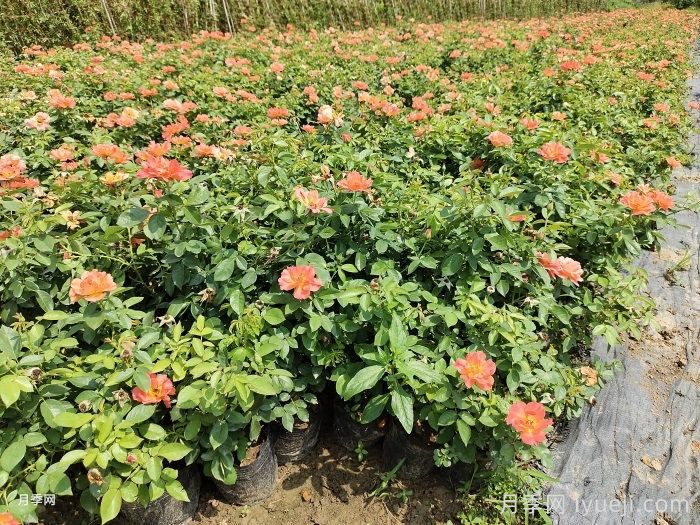 春季苗木施肥养护管理方法(图1) 春季苗木施肥养护管理方法(图1)