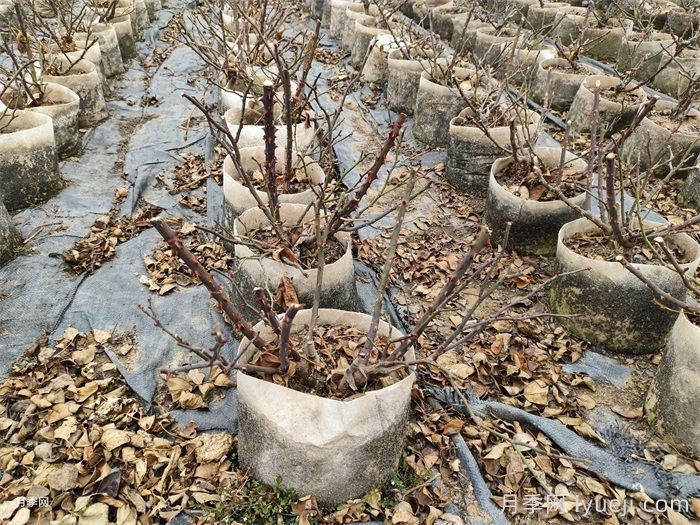 一个冬天小苗变大苗？月季小苗到货后应该做什么？(图3)