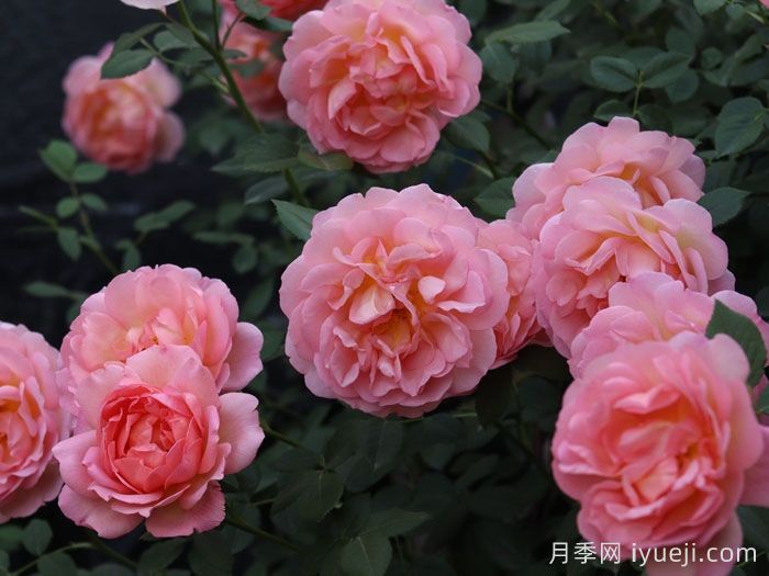 天狼月季的优秀芽变品种大盘点(图2)