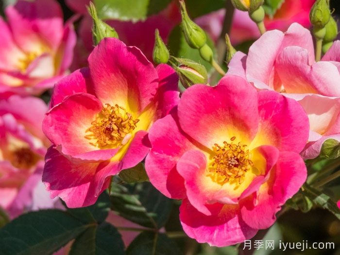 天狼月季的优秀芽变品种大盘点(图4)