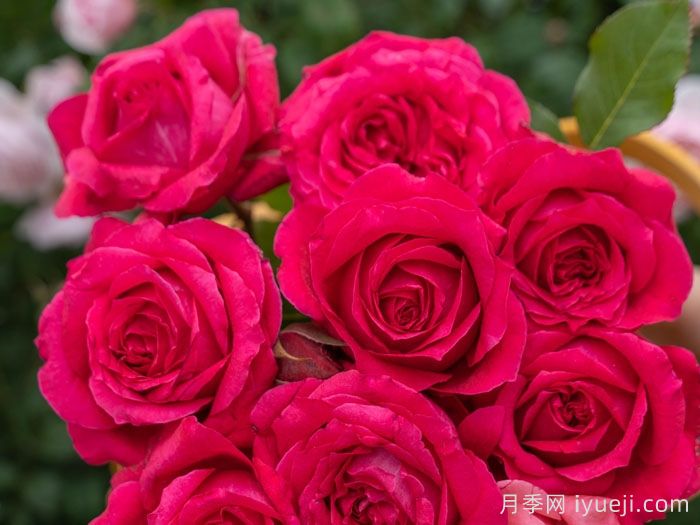 天狼月季的优秀芽变品种大盘点(图5)
