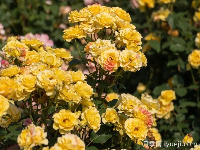 天狼月季的优秀芽变品种大盘点(图7)