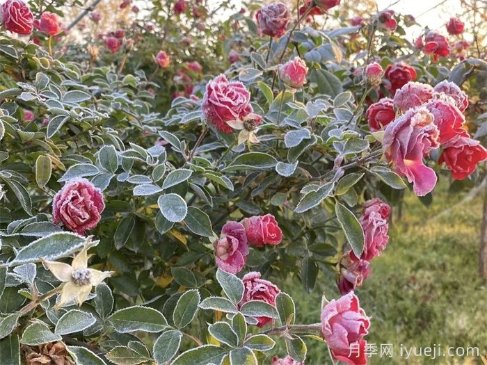 南方花友请看！月季稳稳地过冬做好这四步(图1)