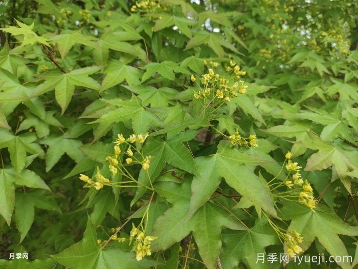 三角枫、五角枫、元宝枫、鸡爪槭…到底怎么辨别？(图2)