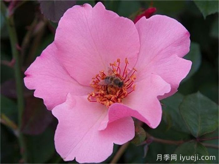 推荐9个好看好养的单瓣半重瓣月季品种(图4) 推荐9个好看好养的单瓣半重瓣月季品种(图4)