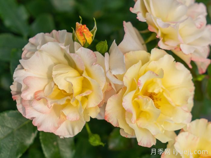 推荐9个好看好养的单瓣半重瓣月季品种(图6) 推荐9个好看好养的单瓣半重瓣月季品种(图6)