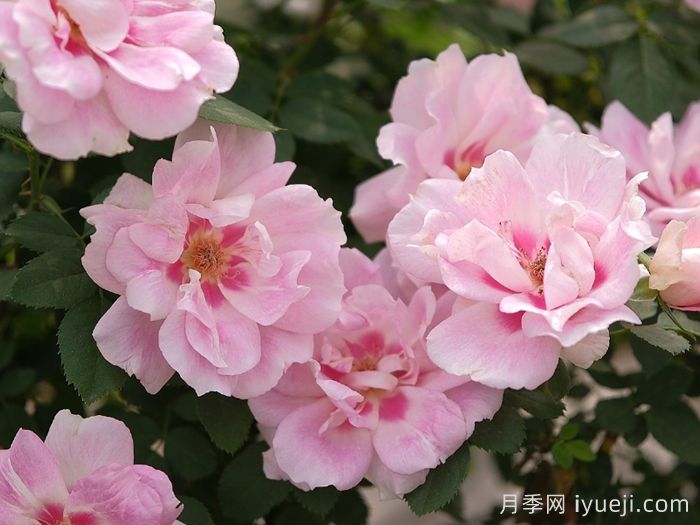 推荐9个好看好养的单瓣半重瓣月季品种(图8) 推荐9个好看好养的单瓣半重瓣月季品种(图8)