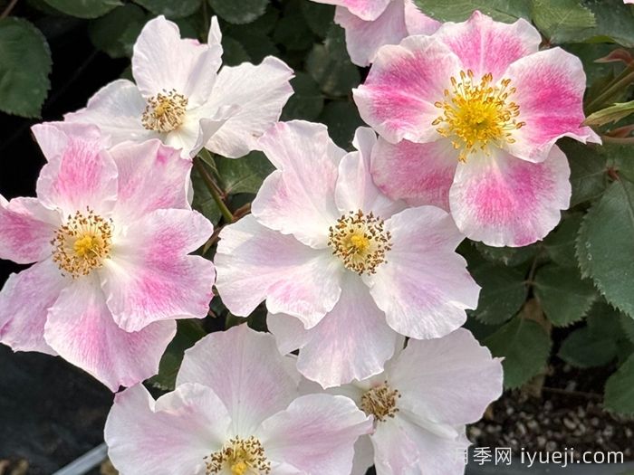 推荐9个好看好养的单瓣半重瓣月季品种(图7) 推荐9个好看好养的单瓣半重瓣月季品种(图7)