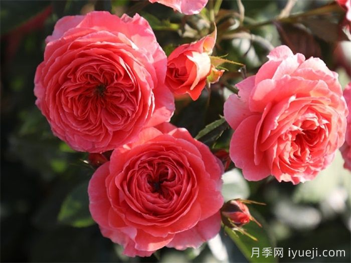 点火樱桃月季(图1) 点火樱桃月季(图1)