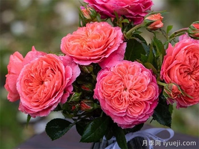 点火樱桃月季(图2) 点火樱桃月季(图2)