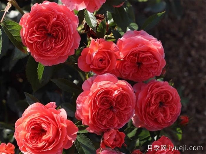 点火樱桃月季(图3) 点火樱桃月季(图3)