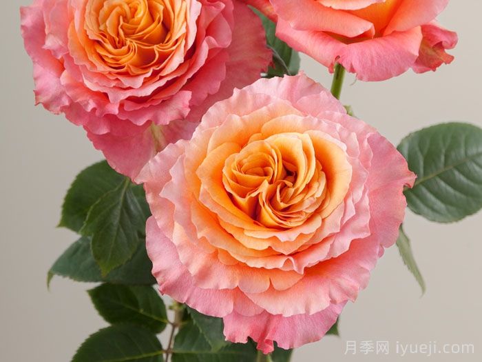 橙色月季哪个品种花大？分享5个品种(图4)