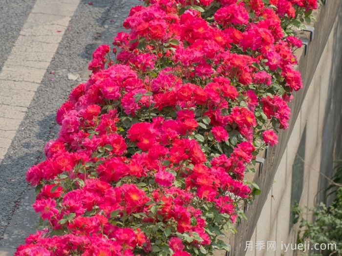 西子伊人月季/万山红霜月季(图4)