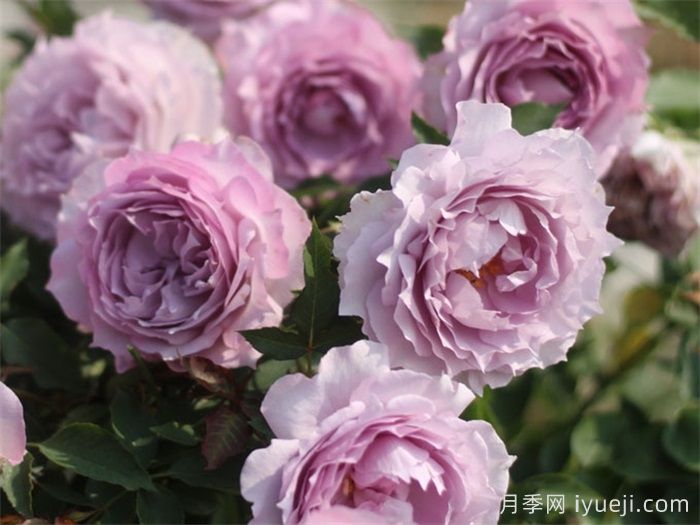 照夜清月季(图2)