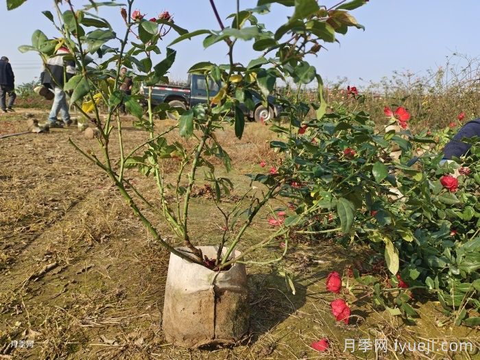 全国月季12月花事,12月份月季应该如何养护?(图4) 全国月季12月花事,12月份月季应该如何养护?(图4)