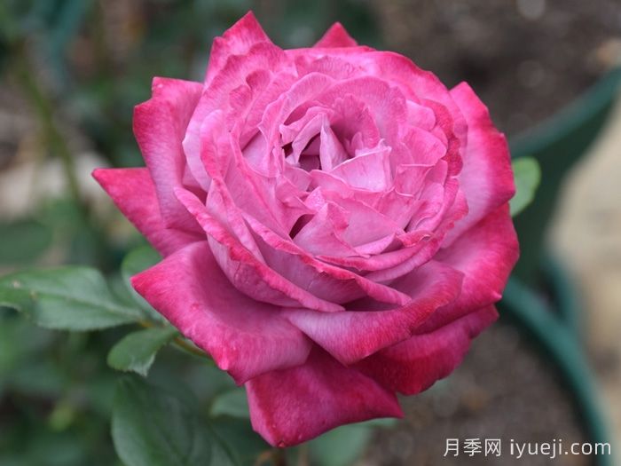 蓝河月季Blue River(图3)