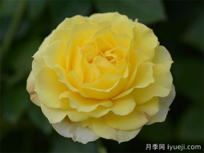 黄爱玫月季/黄色玫兰之爱/安妮杜普蕾/柠檬马卡龙(图1)