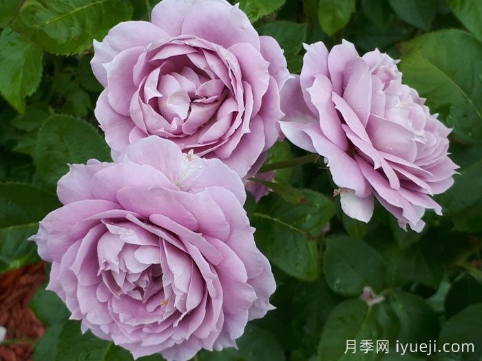 诺瓦利斯月季/蓝花诗人/波塞冬(图2)