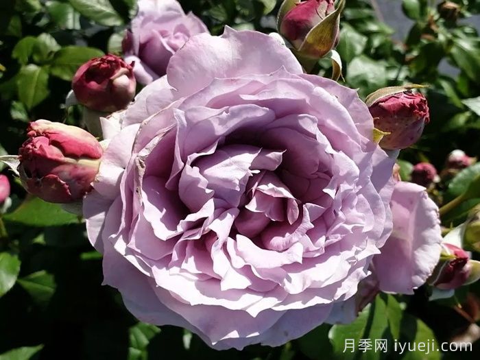 诺瓦利斯月季/蓝花诗人/波塞冬(图3)