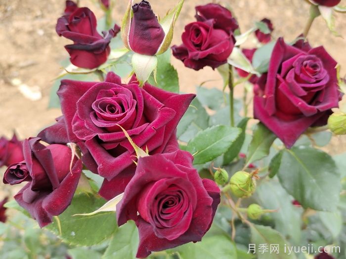 黑美人月季Black Beauty(丰花)(图3)