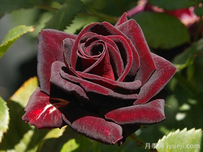 黑美人月季Black Beauty(丰花)(图5)