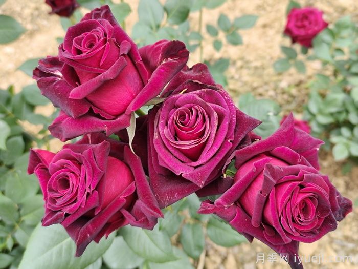 黑美人月季Black Beauty(丰花)(图4)