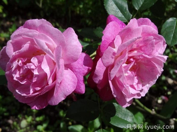 苏菲的永恒月季/索菲的长青(图3)