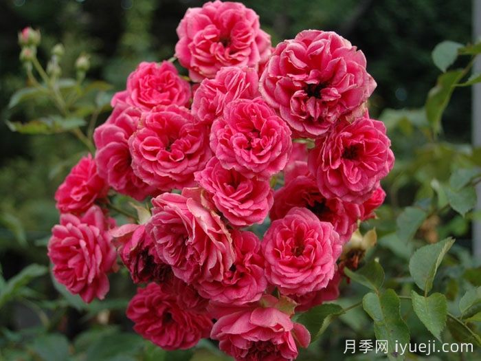 霍尔恩月季Elmshorn(图2)