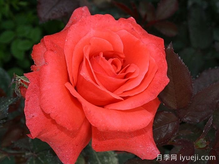 月季夫人月季/玫瑰夫人(图2)