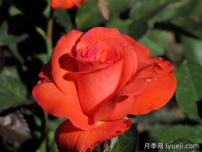 月季夫人月季/玫瑰夫人(图3)