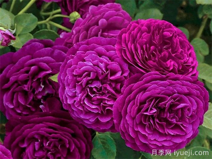 暮光之城月季(图2)