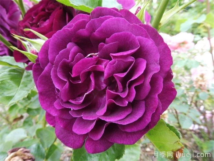 暮光之城月季(图3)