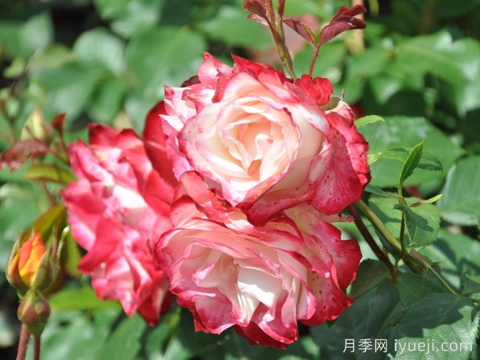 摩纳哥公爵月季/樱桃派对月季/樱桃冻糕(图4)