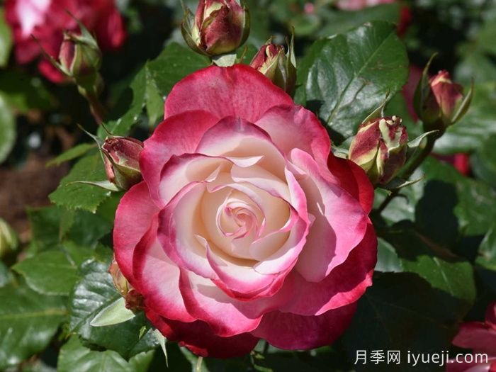 摩纳哥公爵月季/樱桃派对月季/樱桃冻糕(图3)