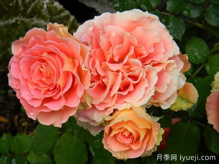 铜管乐队月季(图1)