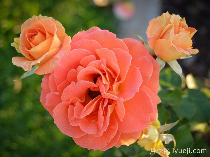 铜管乐队月季(图2)