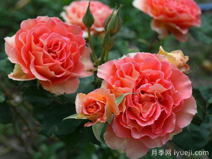 铜管乐队月季(图3)