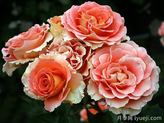 铜管乐队月季(图5)