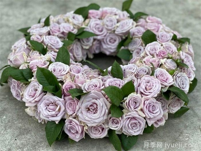 银色幻影月季(荷兰)(图2)